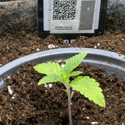 Melonie growlog photo: Vorbereitung für den großen Topf
