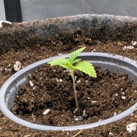 Melonie growlog photo: Vorbereitung für den großen Topf
