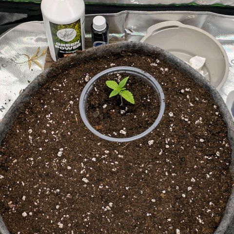 Melonie growlog photo: Vorbereitung für den großen Topf
