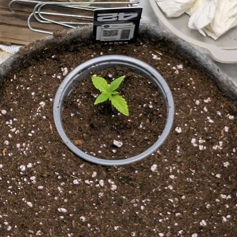 Melonie growlog photo: Vorbereitung für den großen Topf
