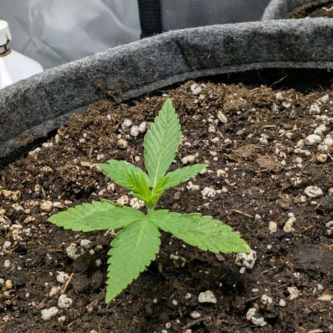 Melonie growlog timeline photo
