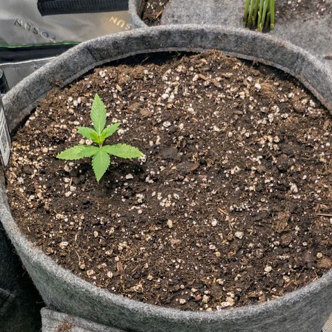 Melonie growlog timeline photo