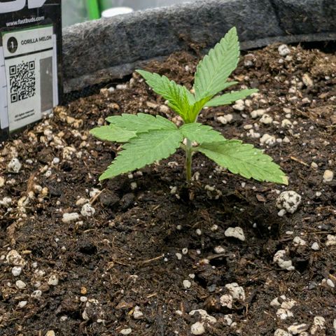 Melonie growlog timeline photo