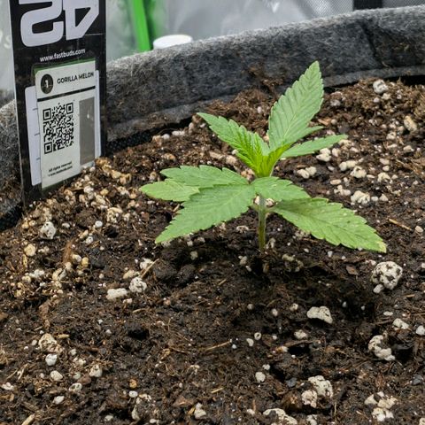 Melonie growlog timeline photo