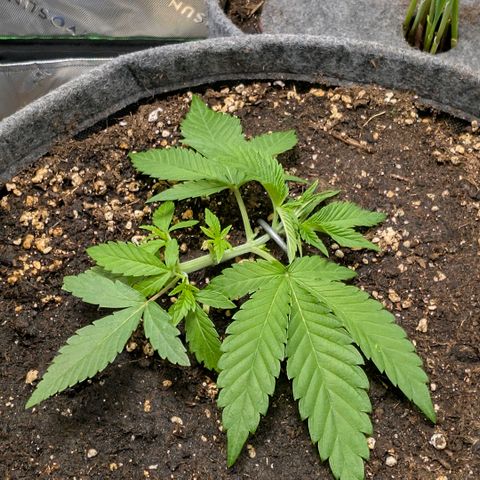 Melonie growlog timeline photo