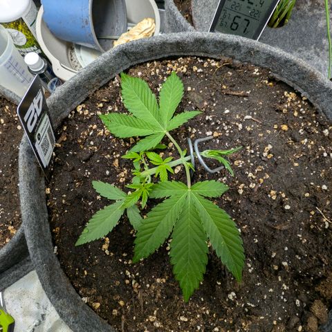 Melonie growlog timeline photo