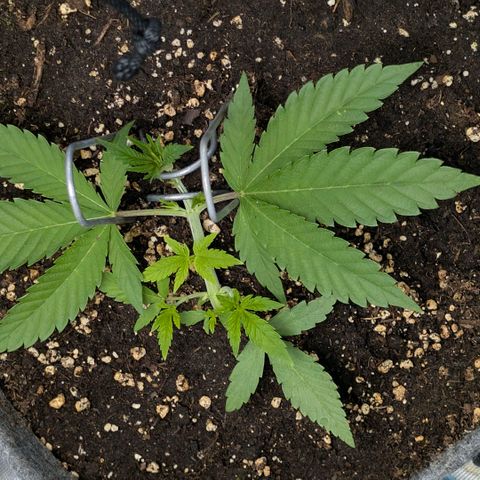 Melonie growlog timeline photo