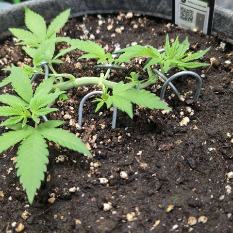 Melonie growlog timeline photo