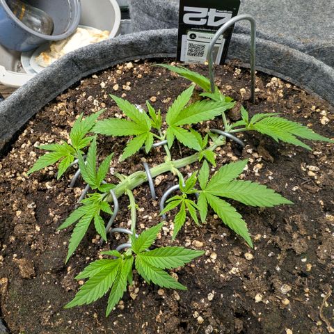 Melonie growlog photo: Heute Kopf ab
