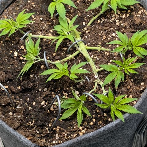 Melonie growlog timeline photo