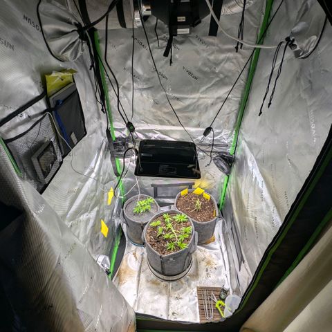 Melonie growlog timeline photo