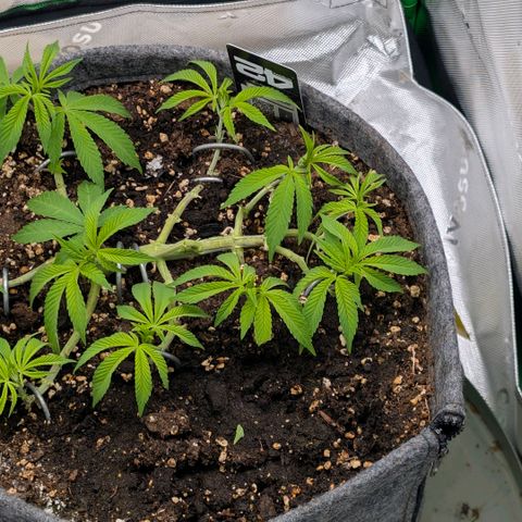 Melonie growlog timeline photo