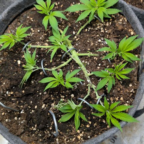 Melonie growlog timeline photo