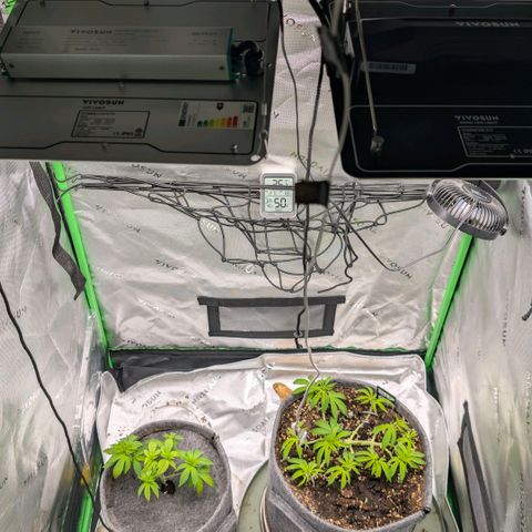 Melonie growlog timeline photo