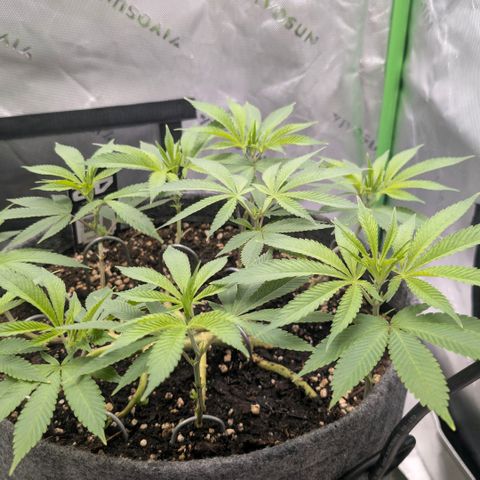 Melonie growlog timeline photo