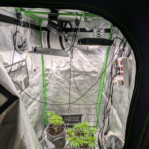 Melonie growlog photo: Im keller und in blüte geschickt 12/12
