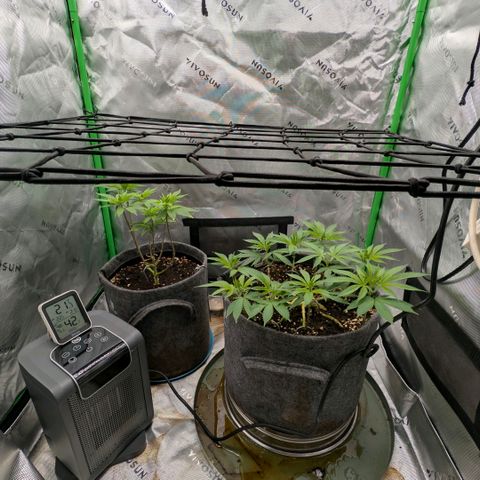Melonie growlog photo: Im keller und in blüte geschickt 12/12
