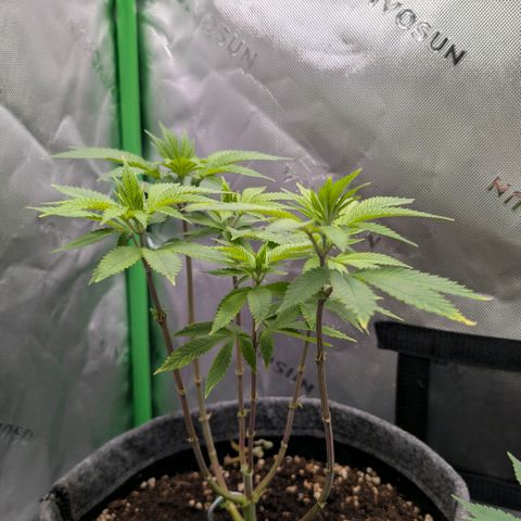 Melonie growlog photo: Die erste blüte Woche geht zu ende...
Noch alles ok
