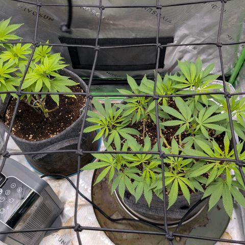 Melonie growlog photo: Die erste blüte Woche geht zu ende...
Noch alles ok
