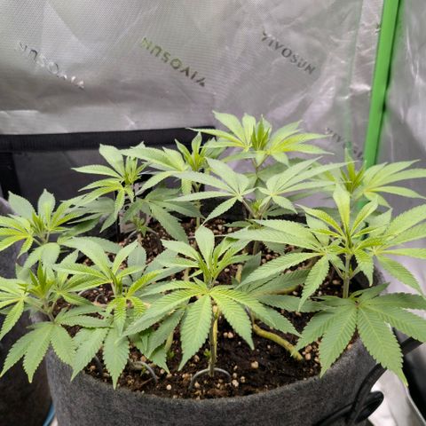 Melonie growlog photo: Die erste blüte Woche geht zu ende...
Noch alles ok
