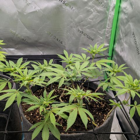 Melonie growlog timeline photo