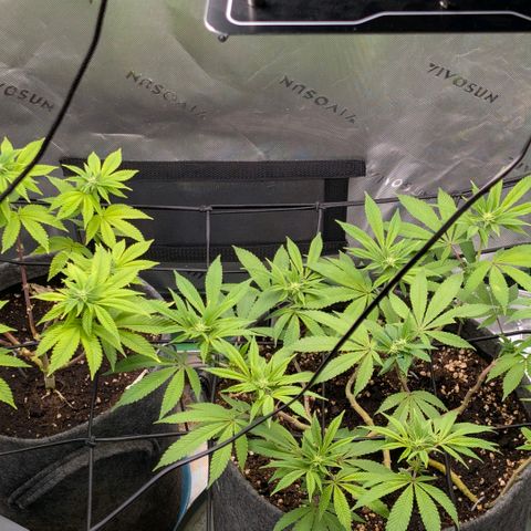 Melonie growlog timeline photo