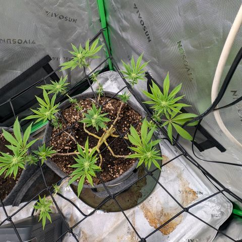 Melonie growlog timeline photo