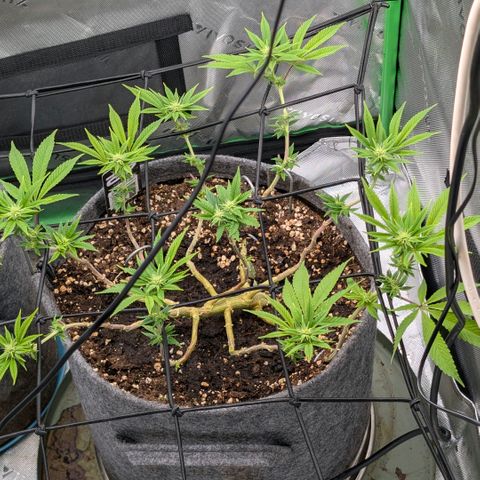 Melonie growlog timeline photo