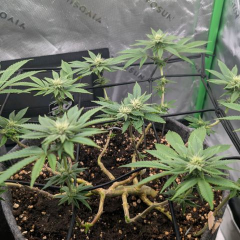 Melonie growlog timeline photo