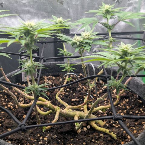 Melonie growlog timeline photo