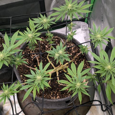Melonie growlog timeline photo