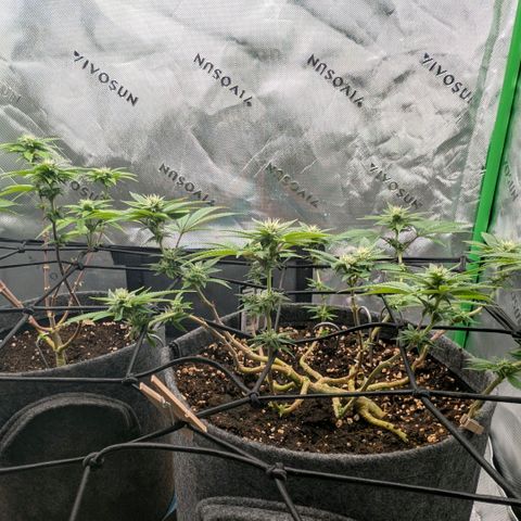 Melonie growlog timeline photo