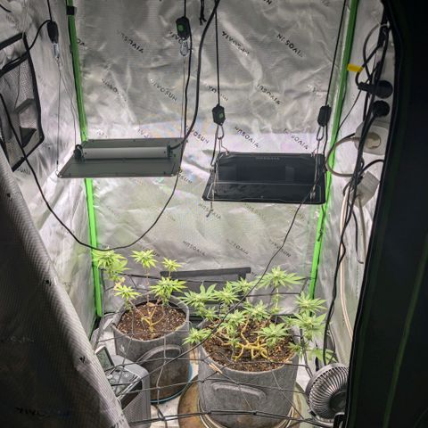 Melonie growlog timeline photo