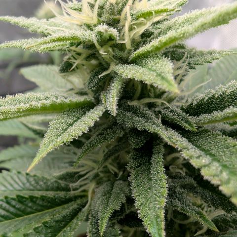 Melonie growlog timeline photo
