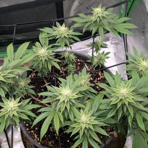 Melonie growlog timeline photo