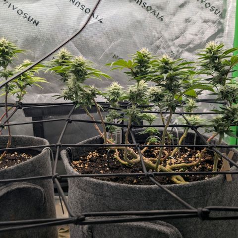 Melonie growlog timeline photo