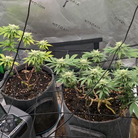 Melonie growlog timeline photo