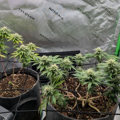 Melonie growlog timeline photo
