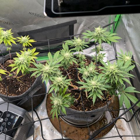 Melonie growlog timeline photo