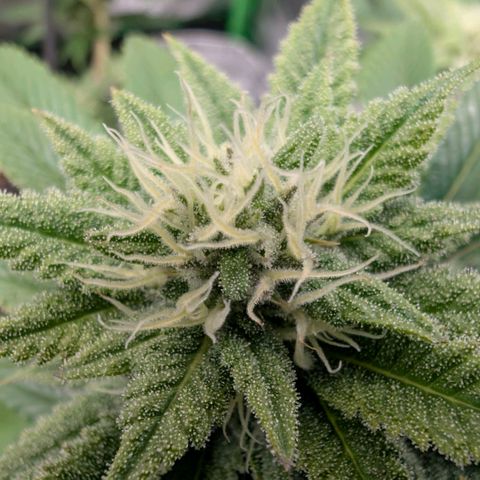 Melonie growlog timeline photo