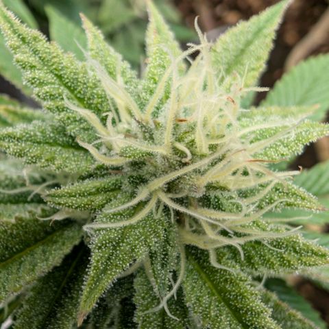 Melonie growlog timeline photo