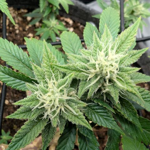 Melonie growlog timeline photo
