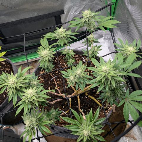 Melonie growlog timeline photo