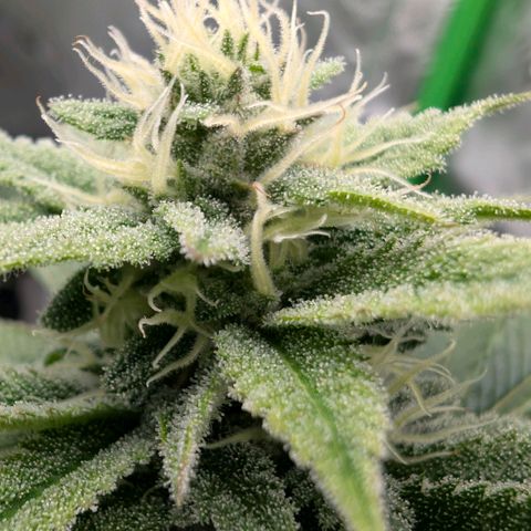 Melonie growlog timeline photo