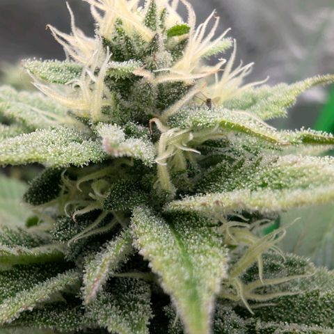 Melonie growlog timeline photo
