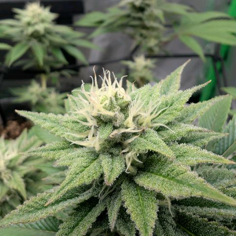 Melonie growlog timeline photo
