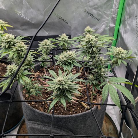 Melonie growlog timeline photo