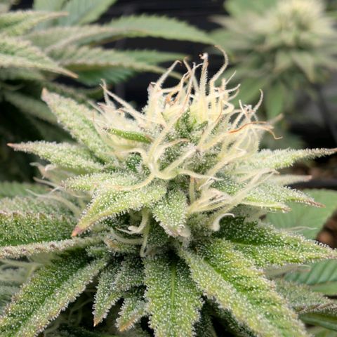 Melonie growlog timeline photo