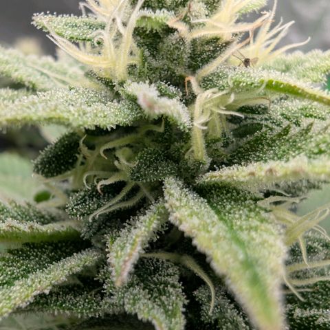 Melonie growlog timeline photo