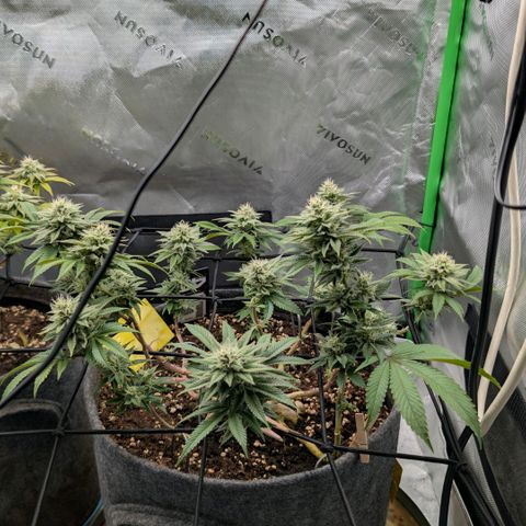 Melonie growlog timeline photo